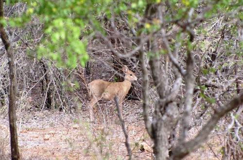 Foto 45 - Umvangazi Rest - Enjoy a Relaxing, Rejuvenating and Peaceful Setting in the Bush