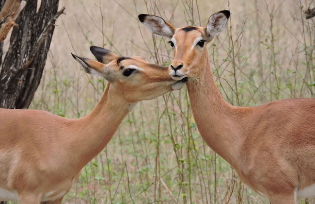 Umvangazi Rest - Enjoy a Relaxing, Rejuvenating and Peaceful Setting in the Bush - Foto 34