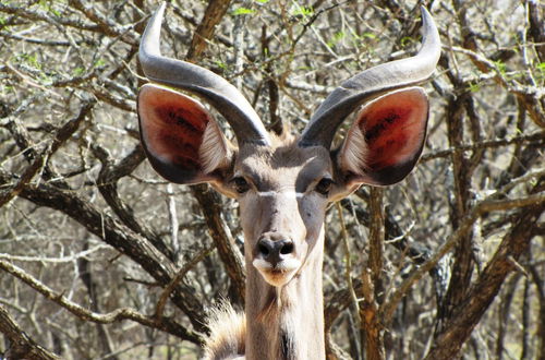 Foto 34 - Umvangazi Rest - Enjoy a Relaxing, Rejuvenating and Peaceful Setting in the Bush