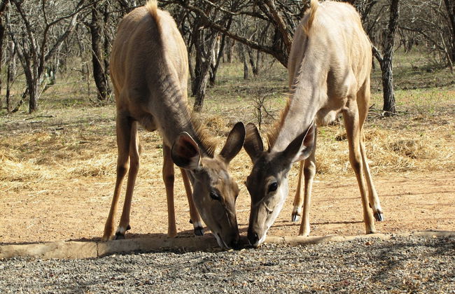 Umvangazi Rest - Enjoy a Relaxing, Rejuvenating and Peaceful Setting in the Bush - Foto 48