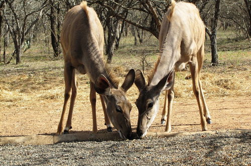 Foto 43 - Umvangazi Rest - Enjoy a Relaxing, Rejuvenating and Peaceful Setting in the Bush