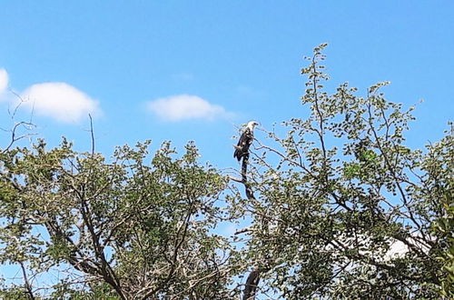 Photo 24 - Umvangazi Rest - Enjoy a Relaxing, Rejuvenating and Peaceful Setting in the Bush