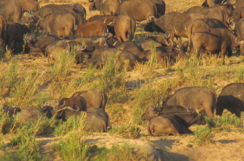 Photo 56 - Umvangazi Rest - Enjoy a Relaxing, Rejuvenating and Peaceful Setting in the Bush