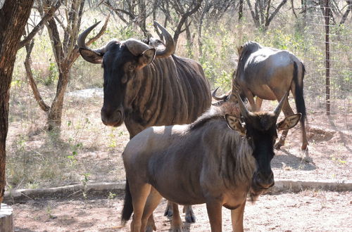 Foto 46 - Umvangazi Rest - Enjoy a Relaxing, Rejuvenating and Peaceful Setting in the Bush