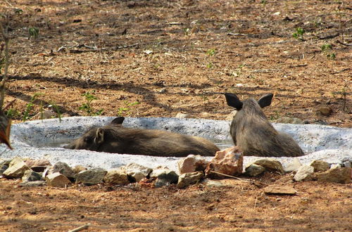 Photo 37 - Umvangazi Rest - Enjoy a Relaxing, Rejuvenating and Peaceful Setting in the Bush