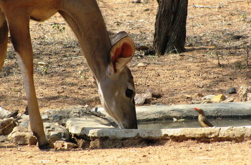 Photo 35 - Umvangazi Rest - Enjoy a Relaxing, Rejuvenating and Peaceful Setting in the Bush