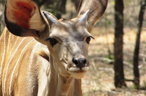 Photo 45 - Umvangazi Rest - Enjoy a Relaxing, Rejuvenating and Peaceful Setting in the Bush