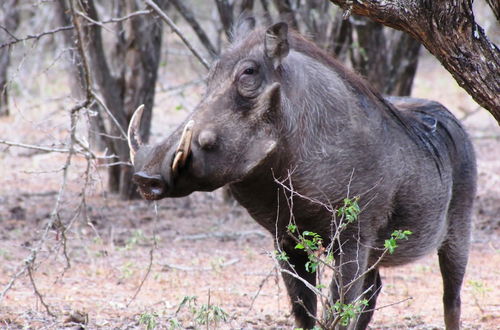 Photo 47 - Umvangazi Rest - Enjoy a Relaxing, Rejuvenating and Peaceful Setting in the Bush