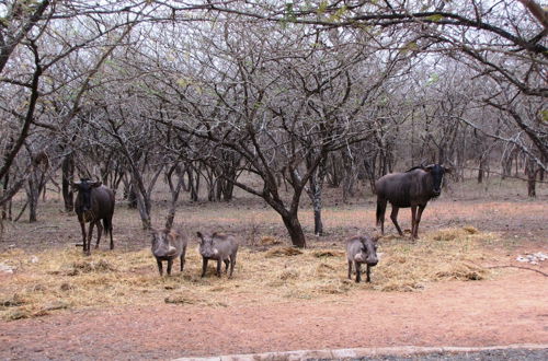 Foto 50 - Umvangazi Rest - Enjoy a Relaxing, Rejuvenating and Peaceful Setting in the Bush