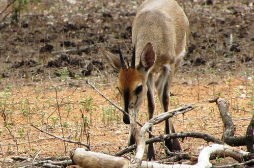 Photo 39 - Umvangazi Rest - Enjoy a Relaxing, Rejuvenating and Peaceful Setting in the Bush