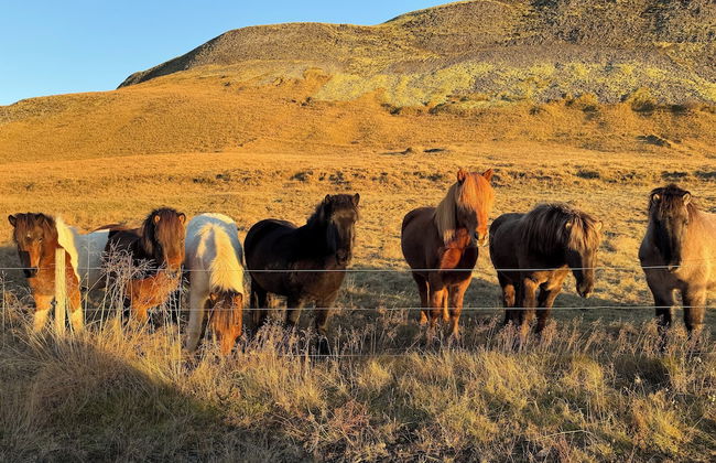 Au44 cottages - Arngrimslundur - Photo 66