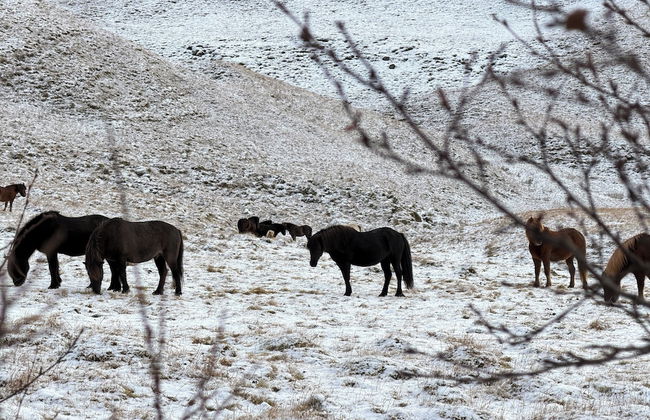 Au44 cottages - Arngrimslundur - Photo 41