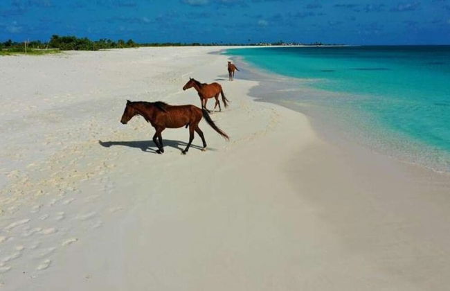 1 Bed Cottage Sleeps 2 - Pet Friendly - Ocean View - Foto 5