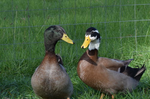 Photo 12 - Heritage Farm