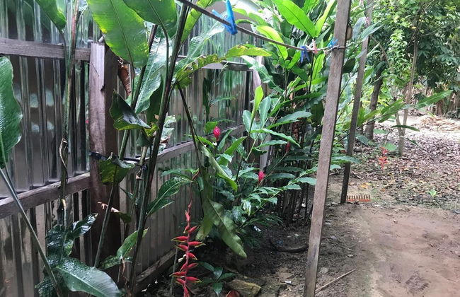 Ayahuaska - Photo 26