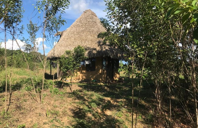 Ayahuaska - Photo 33