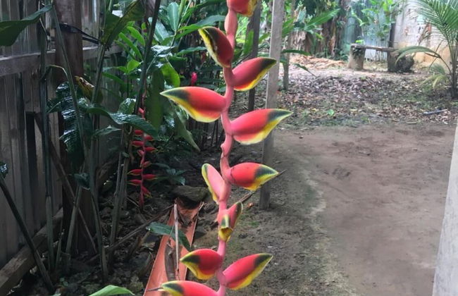 Ayahuaska - Photo 27