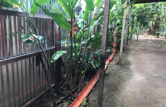 Ayahuaska - Photo 24