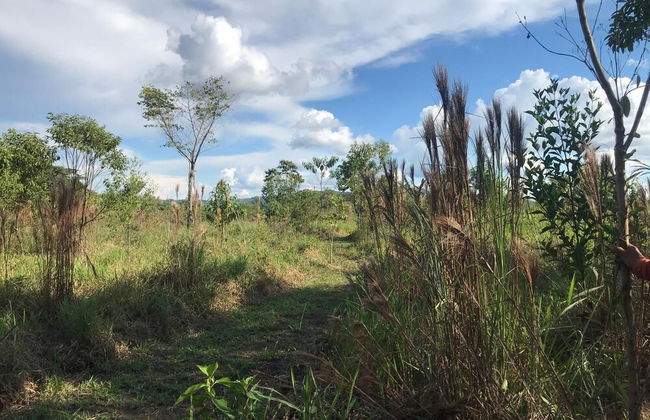 Ayahuaska - Photo 44