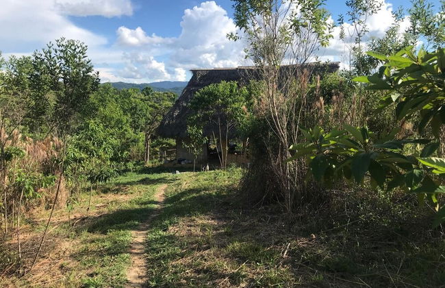 Ayahuaska - Photo 31