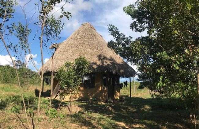 Ayahuaska - Photo 34