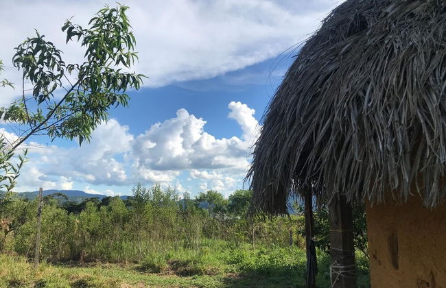 Ayahuaska - Photo 38