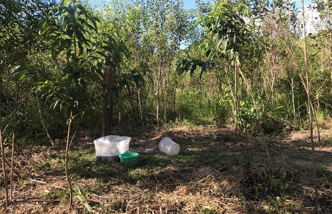 Ayahuaska - Photo 32