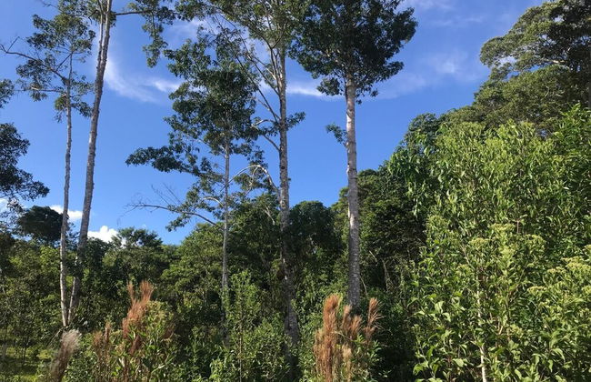 Ayahuaska - Photo 42