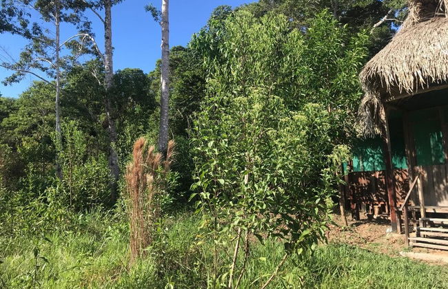 Ayahuaska - Photo 41