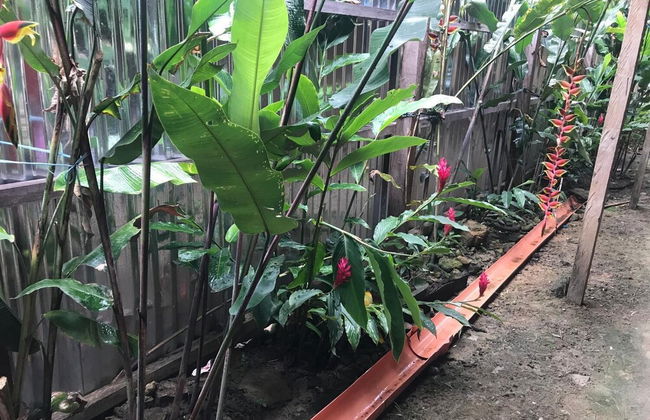 Ayahuaska - Photo 25