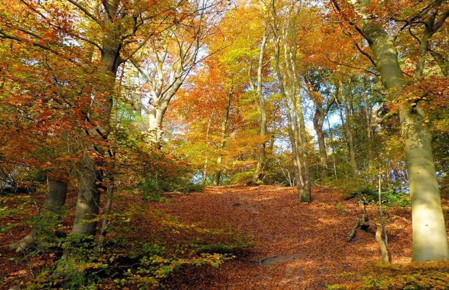 Holiday Home in Gelderland Near Nature Trails - Foto 17