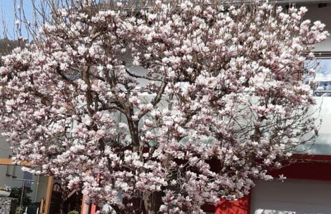 Holiday Apartment Magnolia - Foto 32