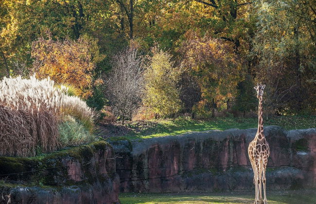 Bungalow in Landgraaf With Terrace - Foto 44