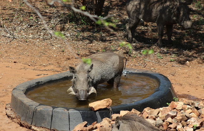 Kruger Kumba - Mugwenzi - Foto 57