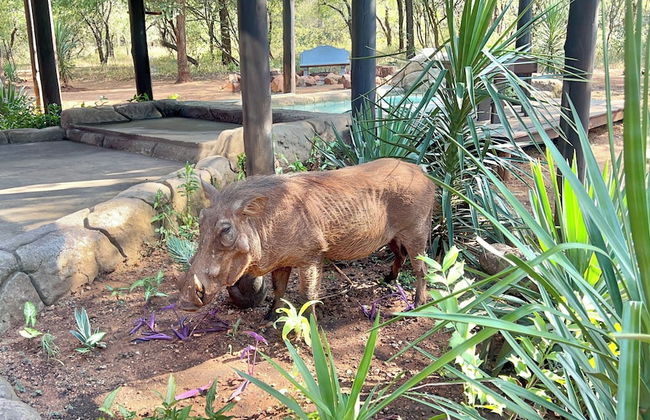 Kruger Kumba - Mugwenzi - Foto 59