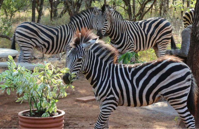 Kruger Kumba - Mugwenzi - Foto 44