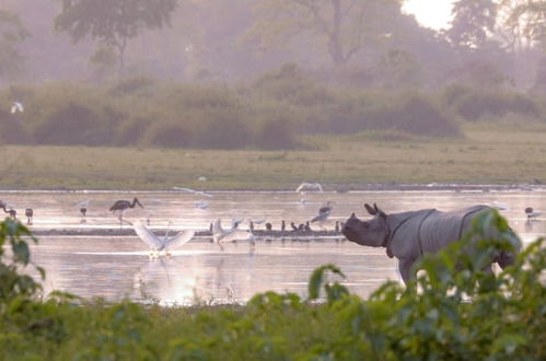 Photo 44 - Wild Mahseer