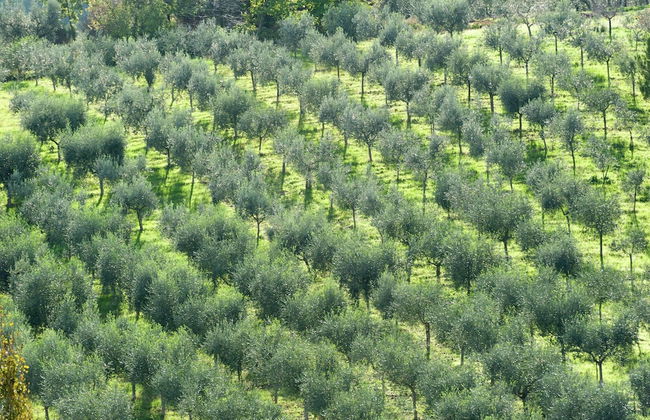 Apartment in Umbria Near Montefalco Winery - Foto 22