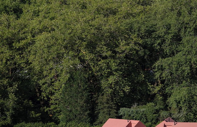 Canto's Green Garden & SPA - Photo 19