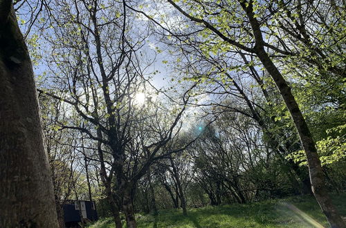 Photo 35 - Cornwall Woodland Shepherds Hut- Dennis' Hut