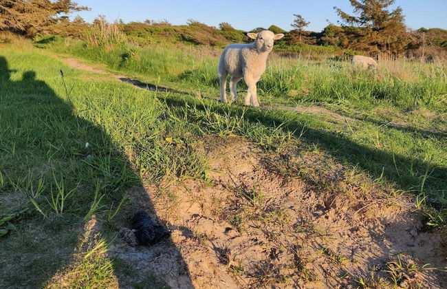 6 Person Holiday Home in Hjorring - Foto 6