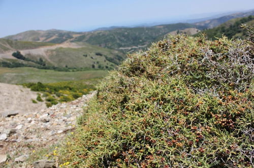 Photo 25 - Travelers And Hikers Delight House1 Next To Sougia