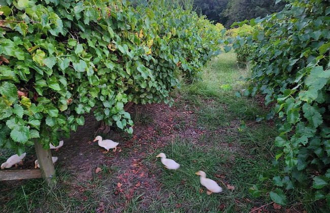 Phoenix Farms Vineyard - Photo 24