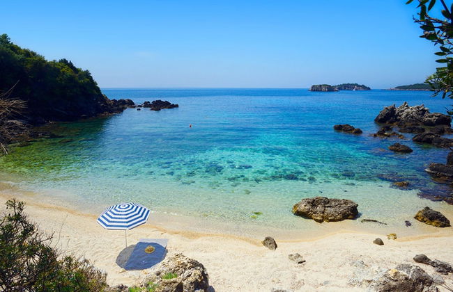 White Orchid Brassia - Foto 22