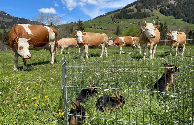 Alpenchalet Weidhaus - Foto 54