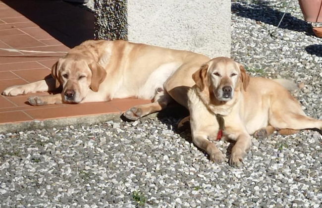 Beautiful Cottage in Pescia - Foto 24