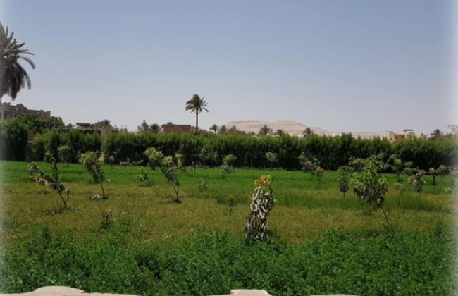 Harmony Villas Luxor Egypt - Foto 10