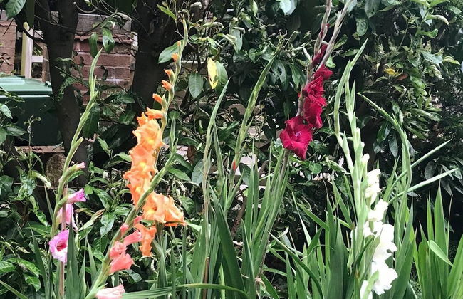 Studio/lickey Hills/near Attractions/garden/petok - Foto 19