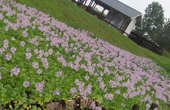 Koffiemama Tree B&B - Foto 7