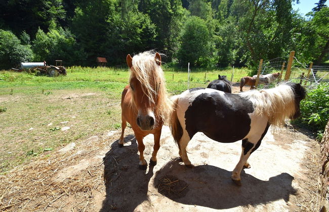Holiday Farm Situated Next to the Kellerwald-edersee National Park With a Sunbathing Lawn - Foto 80